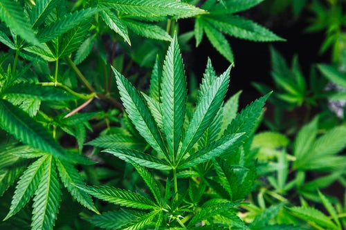 Is Marijuana a Narcotic